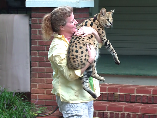 Police Say NC Couple Has To Remove African Serval Cat | wfmynews2.com