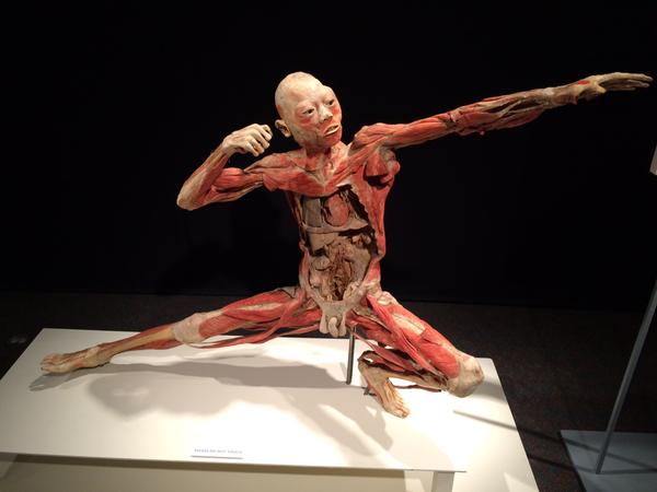 Bodies Revealed' Exhibit Is Fascinating And Real | wfmynews2.com