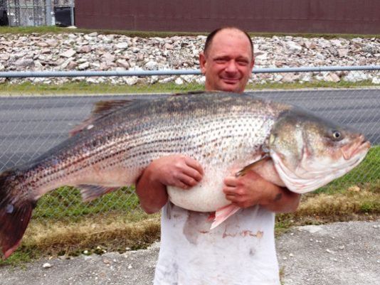 Missouri Man Catches Record-Breaking Striped Bass