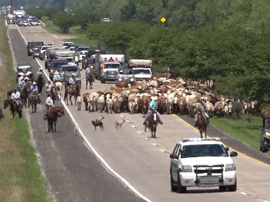 Taste of Old West: Cattle Rescued From Texas River | wfmynews2.com