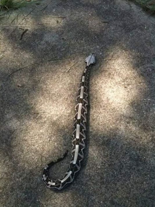 Cobra's severed head bites, kills chef