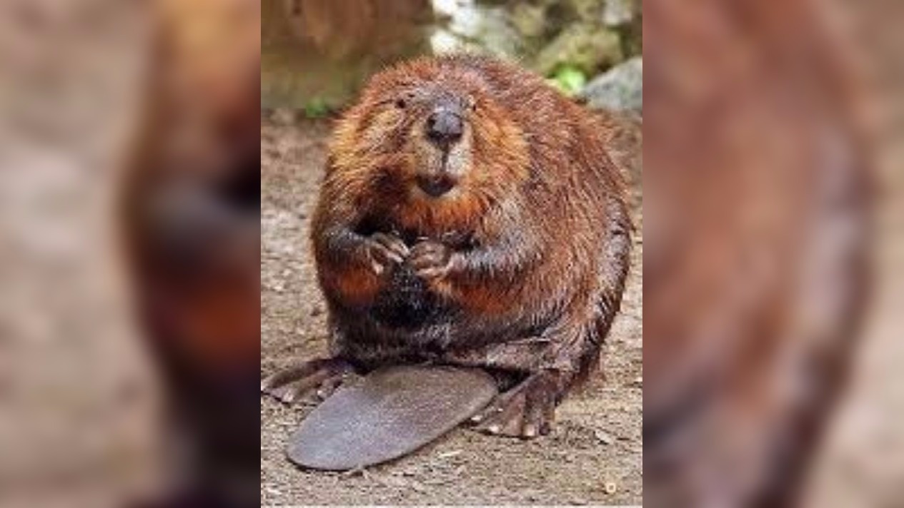 Beaver attacks paddle boarder on NC lake