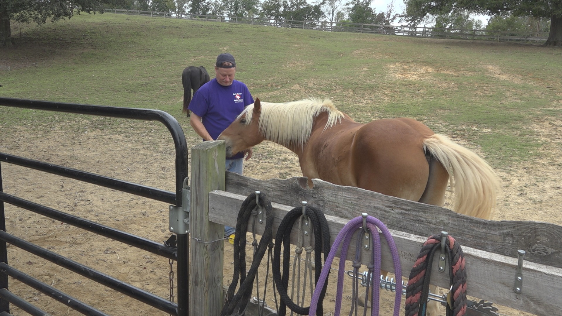 PHOTOS Safe Haven For Coastal Horses During Hurricane