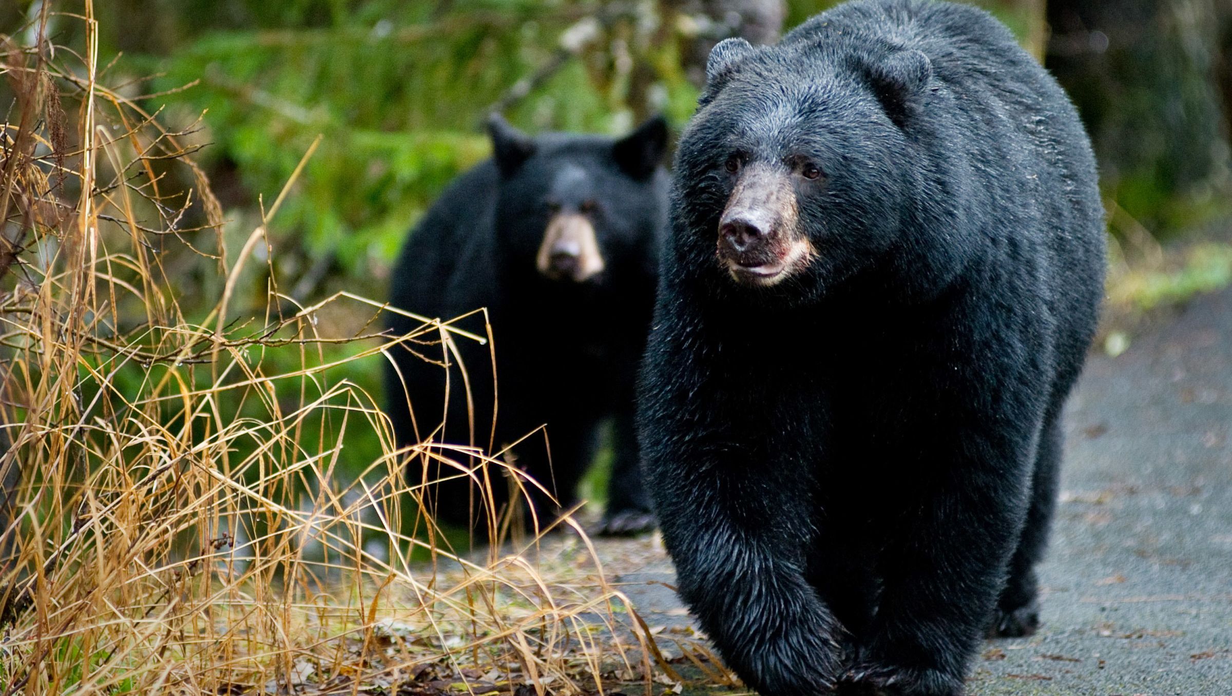 Man Interrupts Bear Sex, Pays The Price | wfmynews2.com