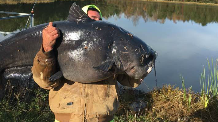 Holy Fish! NC Man Hooks 112 Pound Catfish
