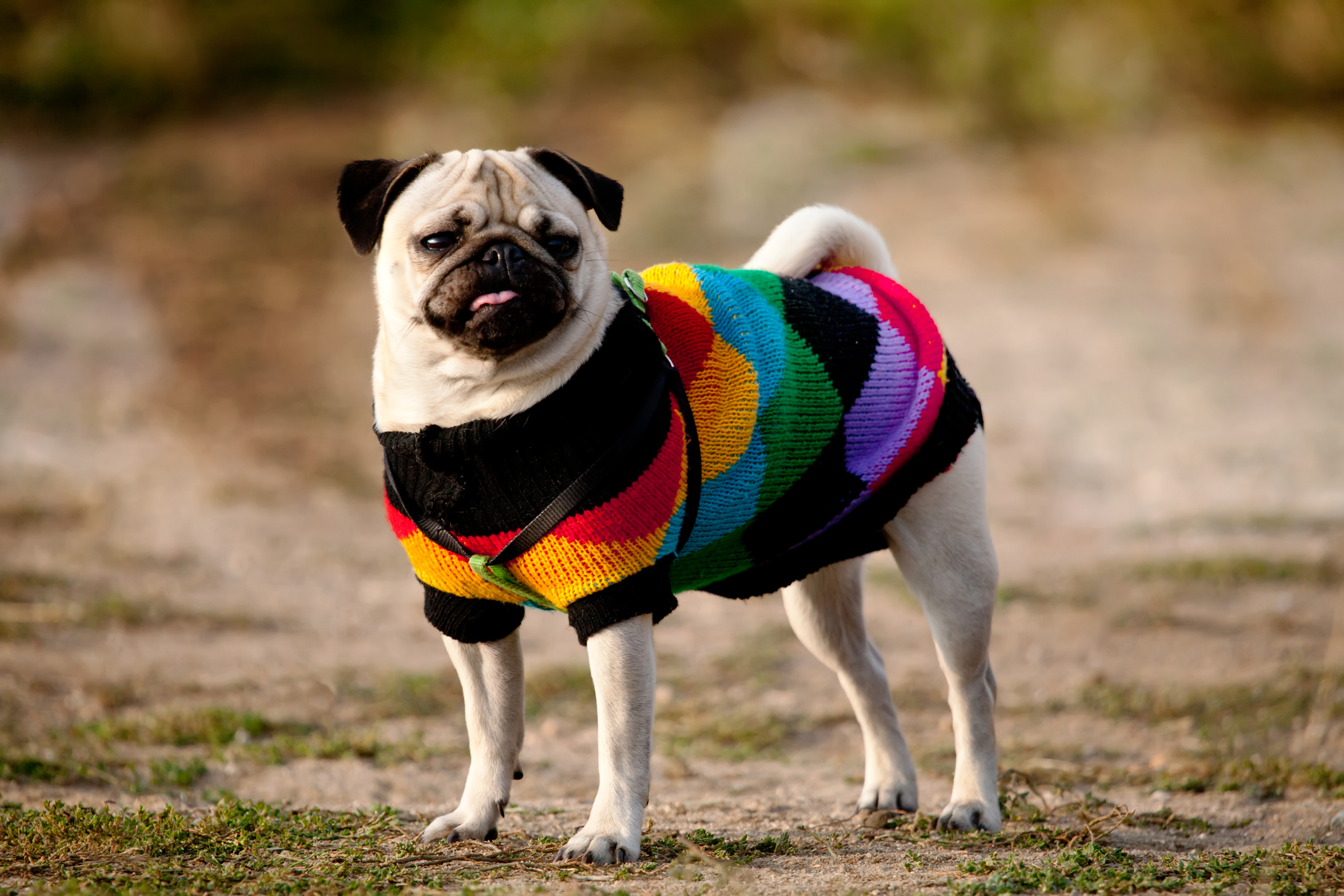 unc dog sweater