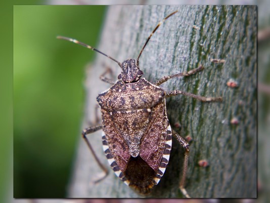 The Perfect Stink Bug Trap is All Natural!