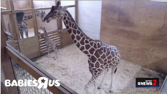 elektrode valuta Ideaal April The Giraffe Cam Fades To Black, Zoo To Reveal What's Next |  wfmynews2.com