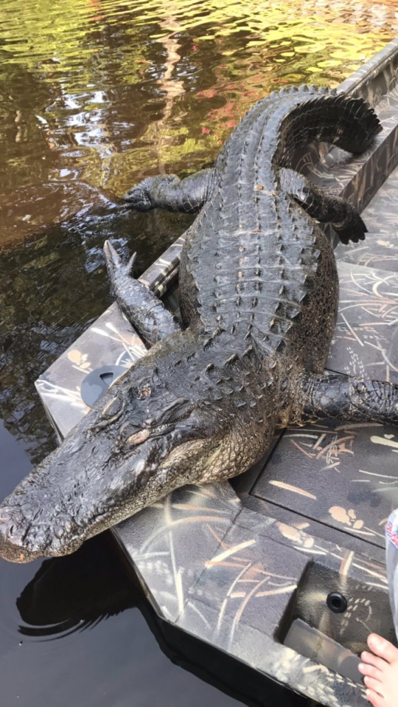 Woman Finds Huge Dead Alligator In NC River