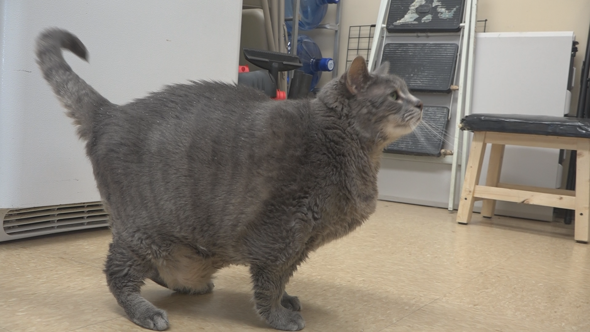 Резултат с изображение за fat cat mr handsome