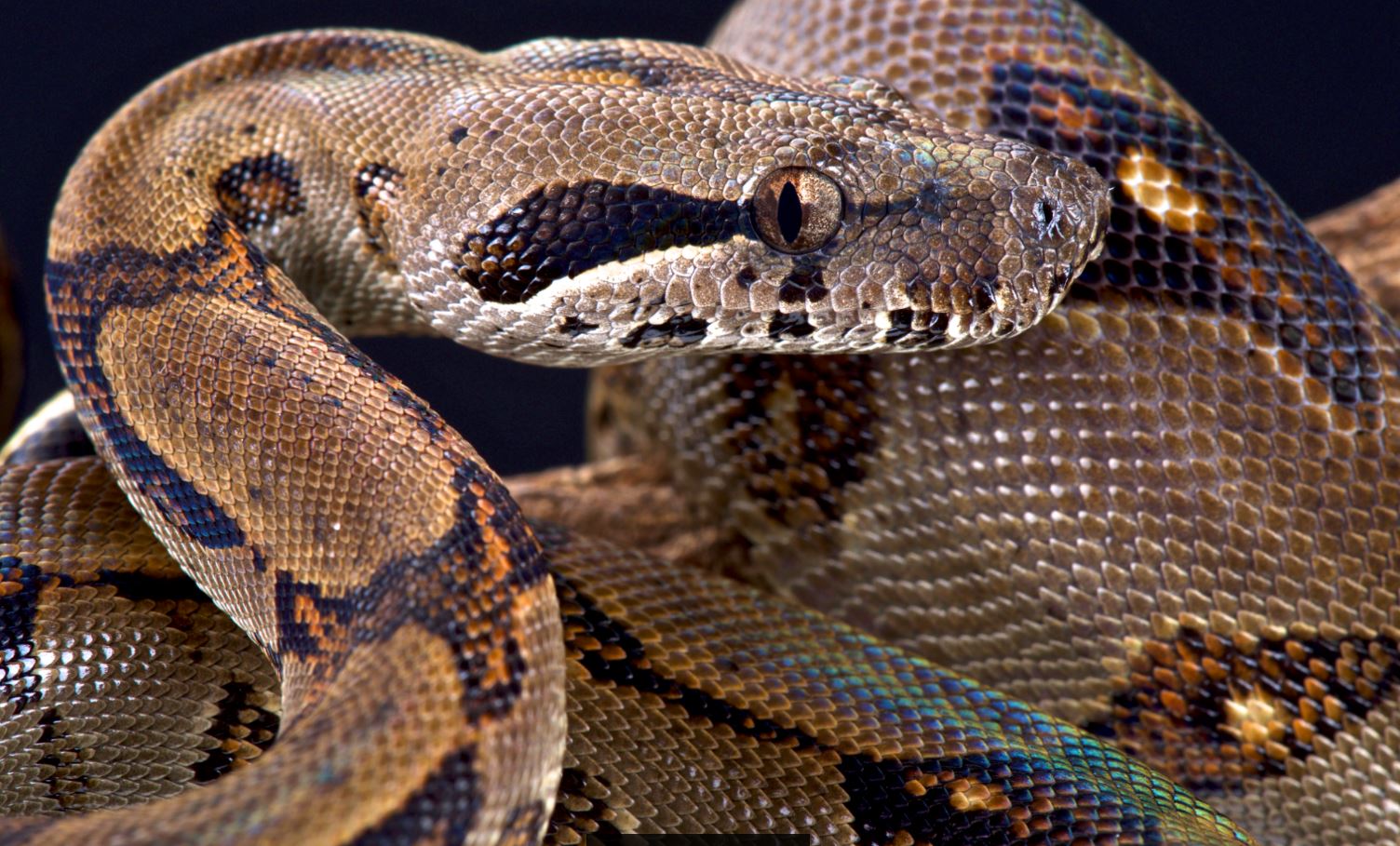 boa constrictor bite