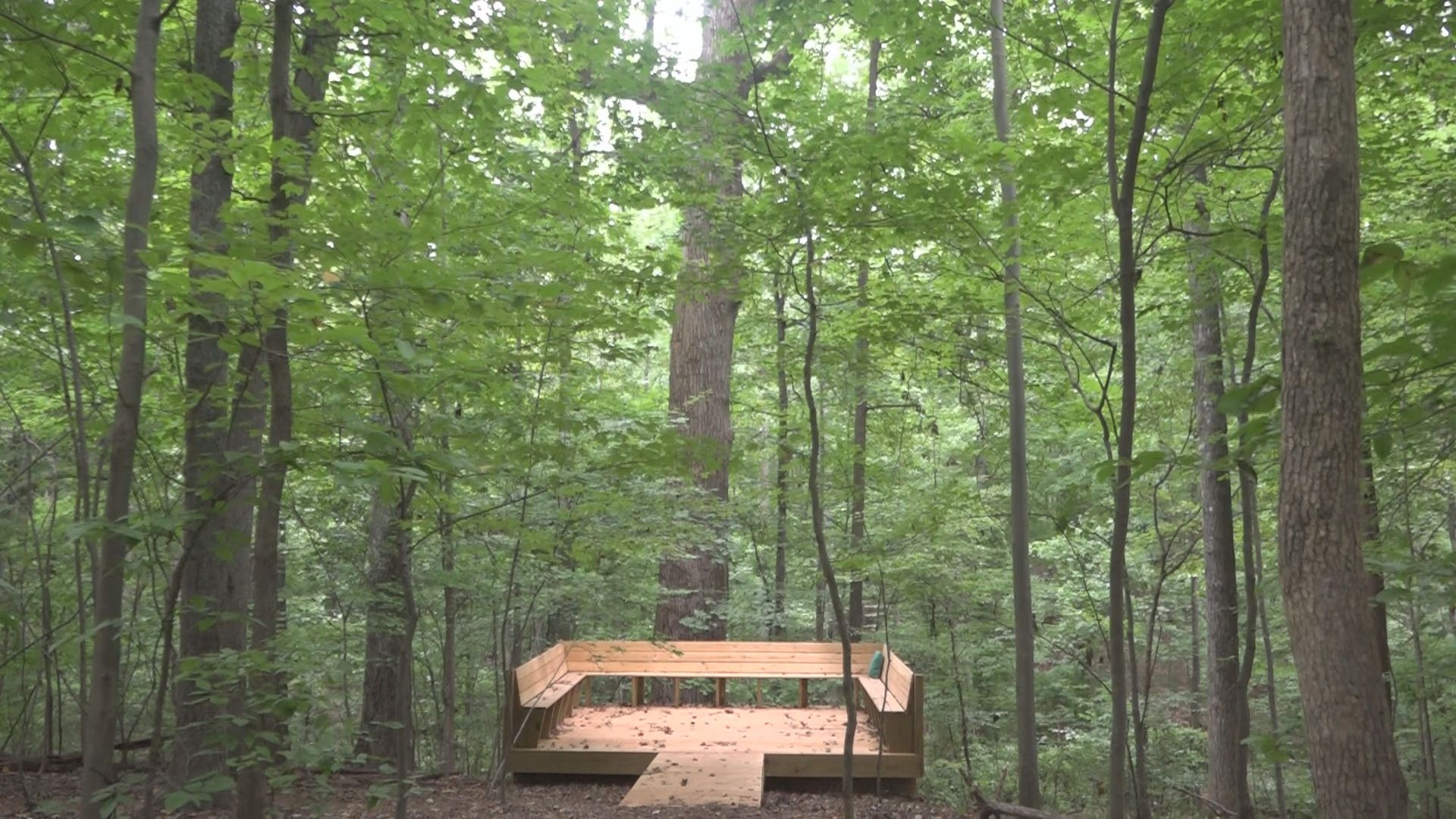 300yearold NC Underground Railroad tree stands tall as monuments fall