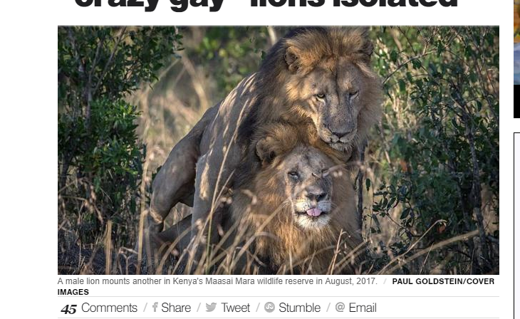 Crazy Gay' Lions Should be Isolated: Kenyan Official 