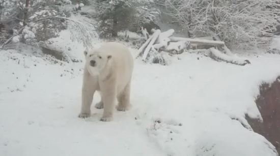 When It's A Snow Day At The NC Zoo!