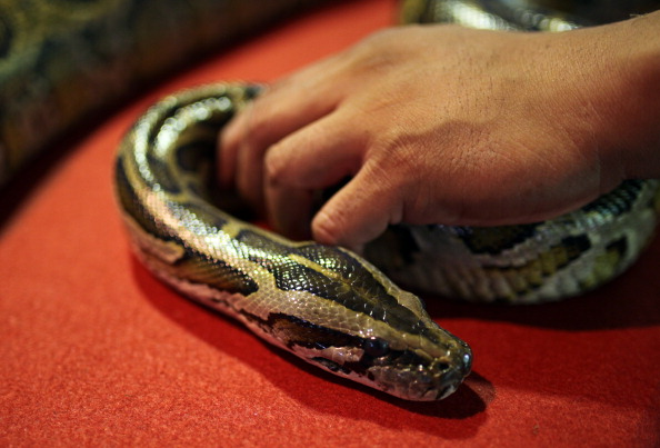 Python Hunt Snakes Its Way Through Florida | wfmynews2.com