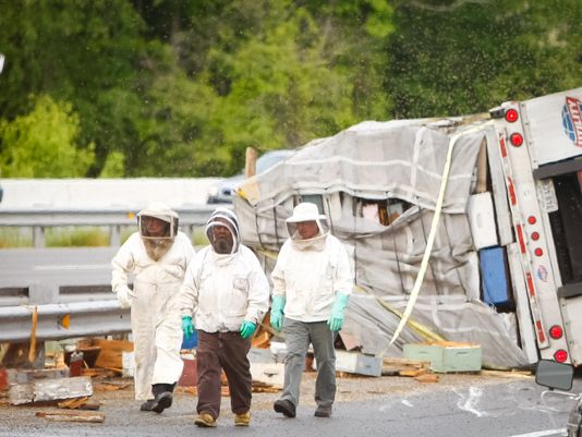 16-20 Million Bees Escape After Tractor-Trailer Overturns | wfmynews2.com