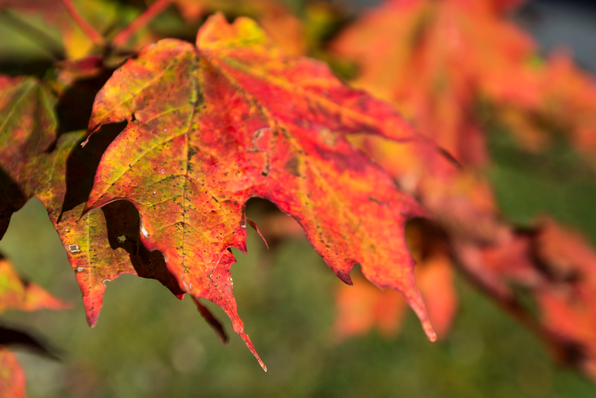 Loose Leaf Collection Times And Dates Around The Triad | wfmynews2.com