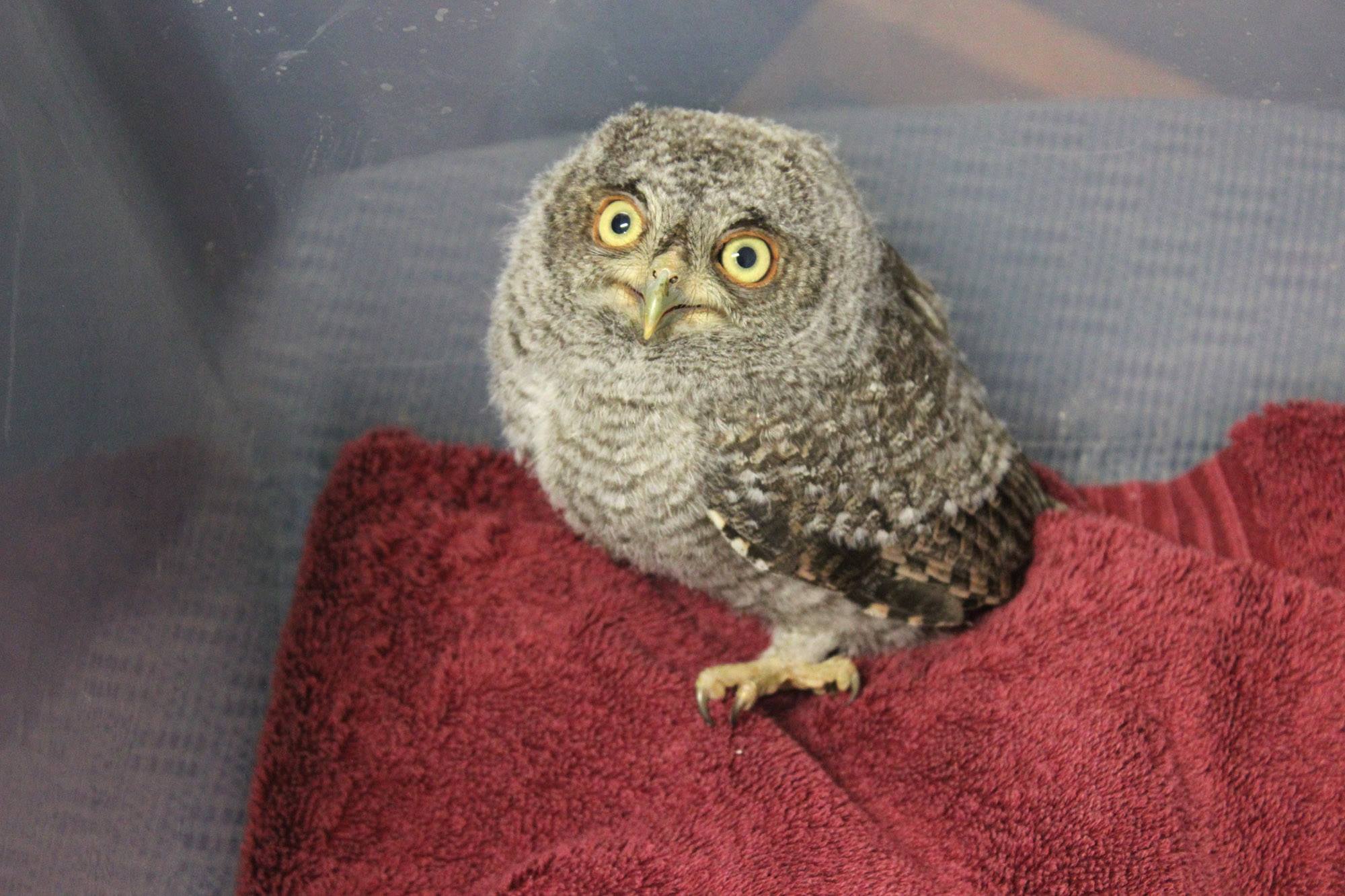 Florida Deputies Rescue Baby Screech Owl | wfmynews2.com