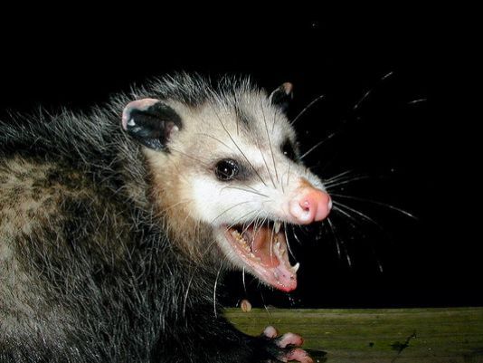 Live Possum Won't Be Used To Ring In NC Town's New Year | wfmynews2.com