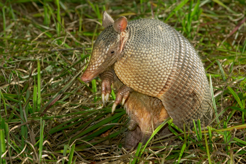 Man Shoots At Armadillo But Accidentally Hits Mother-In-Law | wfmynews2.com