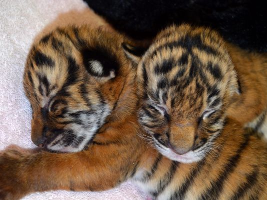 Critically Endangered Tiger Cubs Born At Virginia Zoo | wfmynews2.com