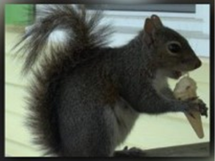 Ice Cream-Loving Squirrel a Hit at NC Beach Shop | WFMYNEWS2.com